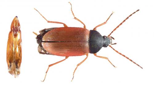 Réf. 246 323 : Isomira murina