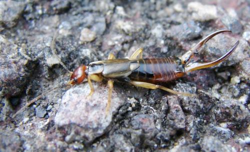 Forficula auricularia