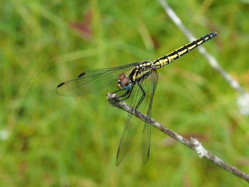 Trithemis stictica