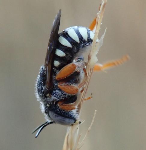 Réf. 246 314 : Pseudoanthidium reticulatum