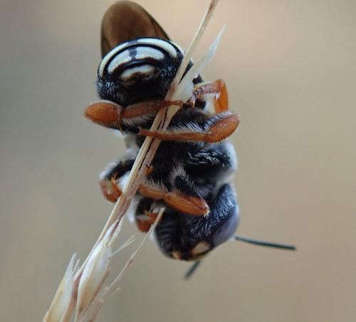 Réf. 246 315 : Pseudoanthidium reticulatum