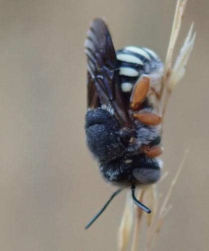 Réf. 246 326 : Pseudoanthidium reticulatum