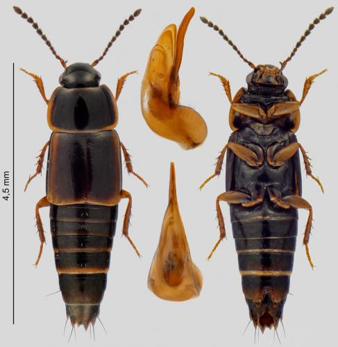 Réf. 246 015 : Tachinus marginellus