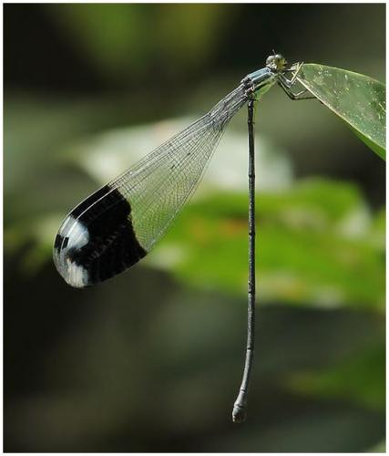 Megaloprepus caerulatus