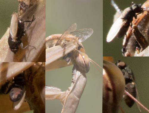 Desmometopa sp.