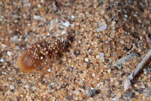 Micatagla schultzei