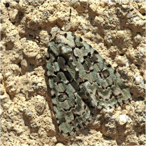 Réf. 246 035 : Nyctobrya muralis