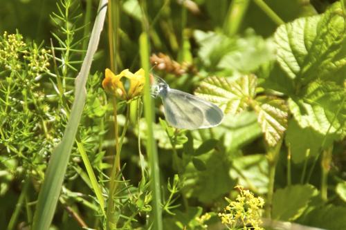 Leptidea sinapis