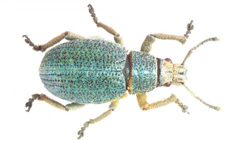 Cneorhinus serranoi