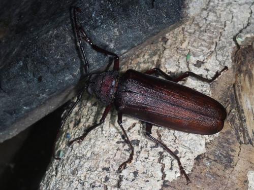 Prionotoma sp.