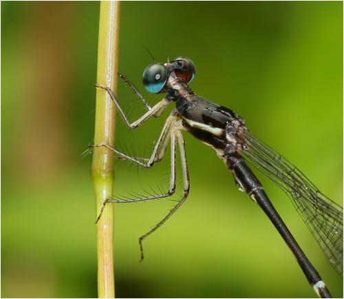 Protosticta grandis