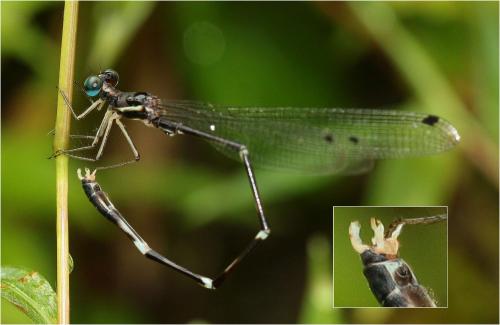 Protosticta grandis