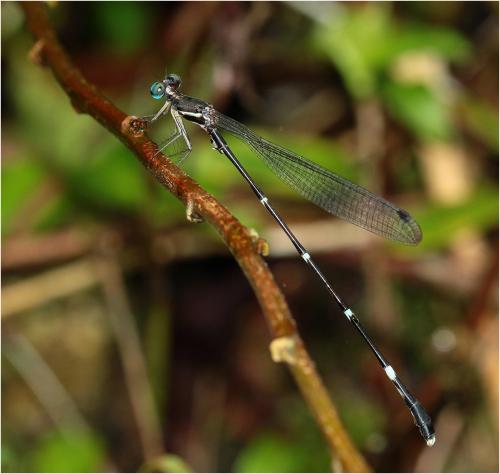 Réf. 246 730 : Protosticta grandis