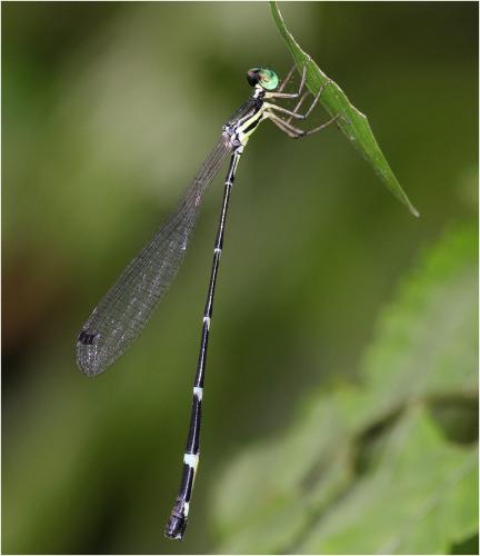 Protosticta spinosa