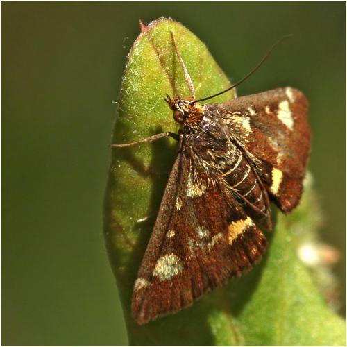 Réf. 246 572 : Pyrausta aurata