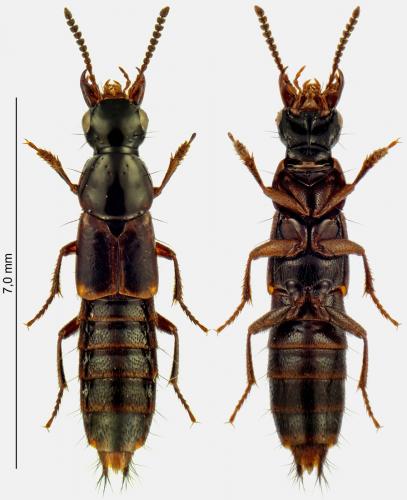 Quedius plagiatus