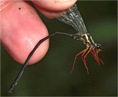 Rhipidolestes jucundus
