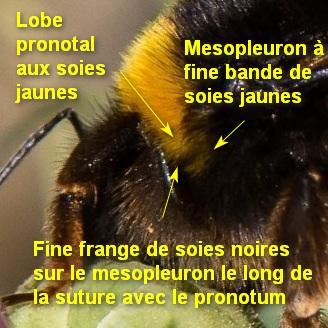 Bombus sp.