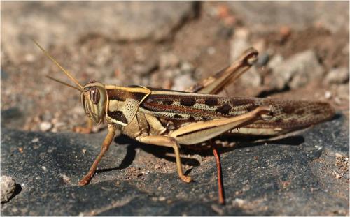 Réf. 246 653 : Cyrtacanthacris tatarica
