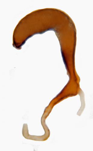 Réf. 246 500 : Leptinotarsa decemlineata