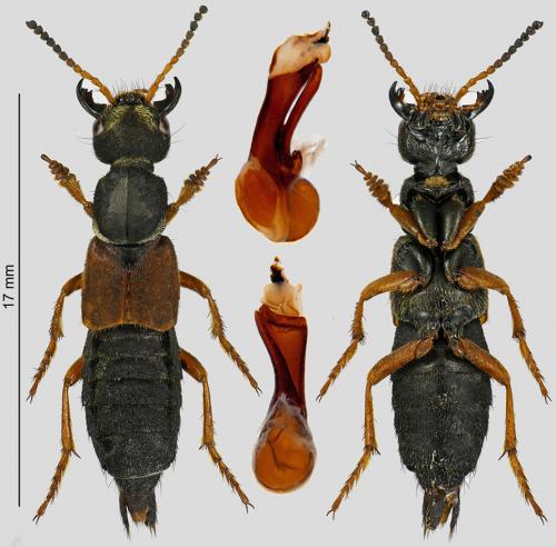 Réf. 246 028 : Staphylinus dimidiaticornis