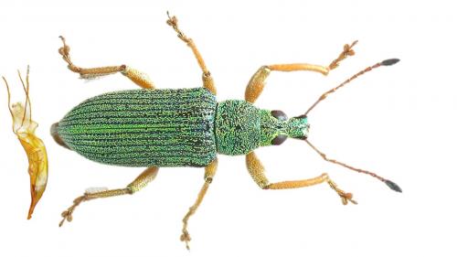 Réf. 246 755 : Polydrusus formosus