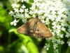 246072 – Photo : Andre Astric – France (68)