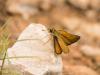 246575 – Photo : BourrinOman – France (83)