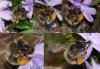 Anthophora plumipes