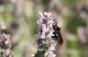 246930 – Photo : Jean-Sébastien Carteron – France (04)