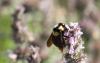 246929 – Photo : Jean-Sébastien Carteron – France (04)