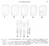 Chalcionellus divers