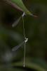 246890 – Photo : D. Martinez – Philippines