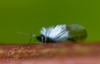 246099 – Photo : Christian Berquer – France (05)