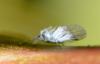 246100 – Photo : Christian Berquer – France (05)
