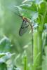 246036 – Photo : Daniel Ventard – France (71)