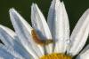 246644 – Photo : Daniel Ventard – France (71)