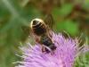 246891 – Photo : Denis Bucaille – France (60)