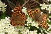 246568 – Photo : Catherine Reymonet-Smitten – France (31)