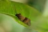 246131 – Photo : Francis Vonau – France (68)