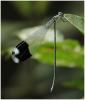 246888 – Photo : Benoit Guillon – Panama