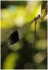 246885 – Photo : Benoit Guillon – Panama
