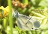 246237 – Photo : Lidine – France (67)