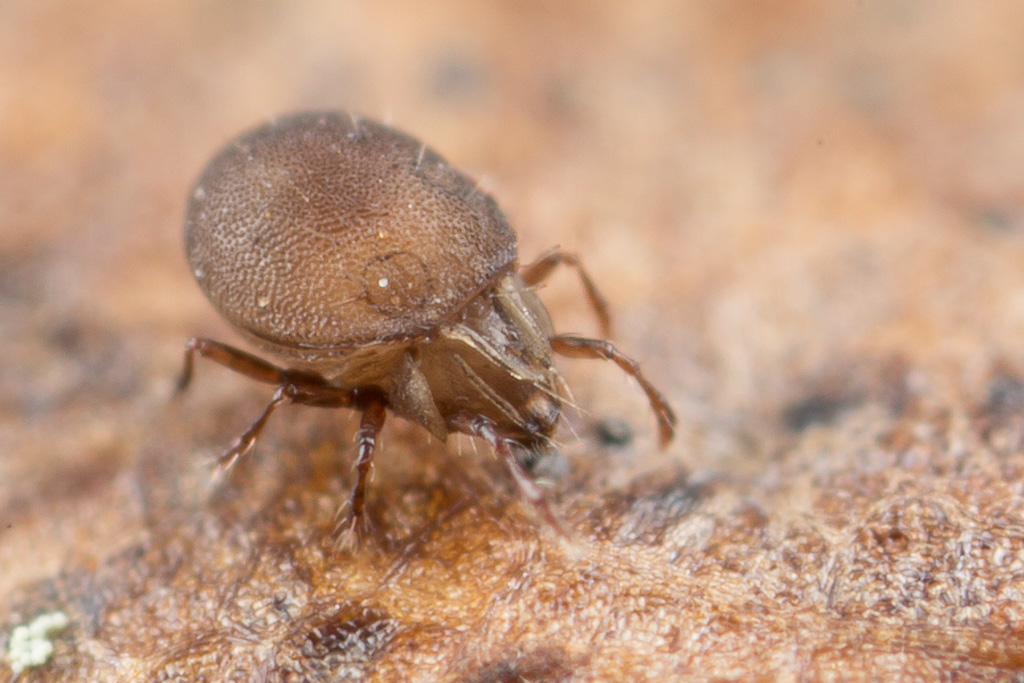Jessica Joachim - Xenillus tegeocranus - réf. 246528 (1024 x 683 pixels, 217 ko)