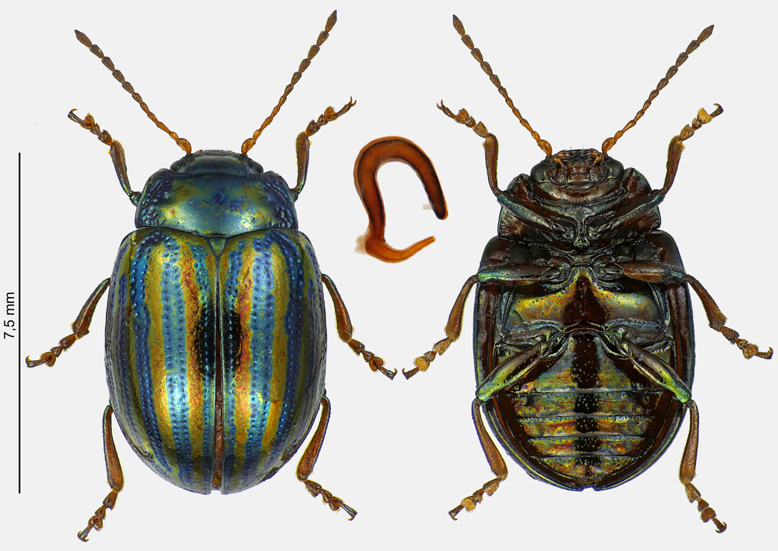 Guillaume JACQUEMIN - Chrysolina (Taeniochrysea) americana - réf. 246456 (1100 x 779 pixels, 214 ko)