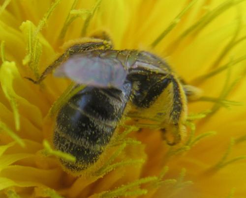 Lasioglossum sp.