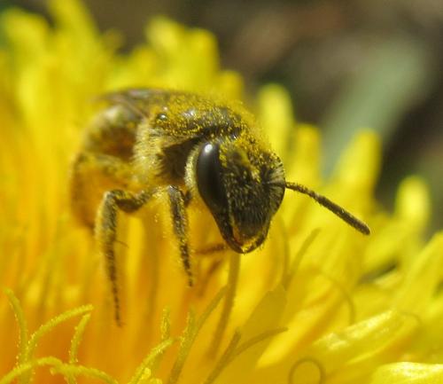 Lasioglossum sp.