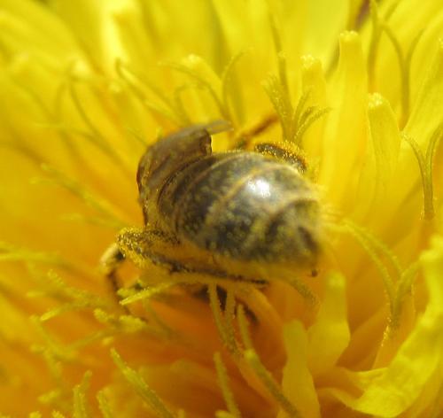 Lasioglossum sp.