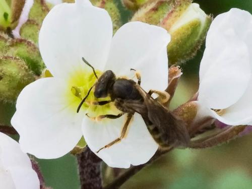 Réf. 247 685 : Lasioglossum sp.