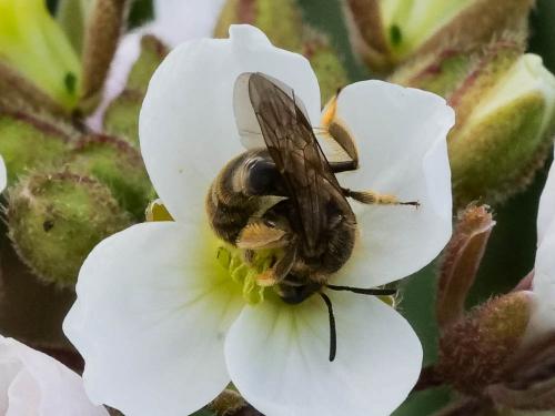 Lasioglossum sp.